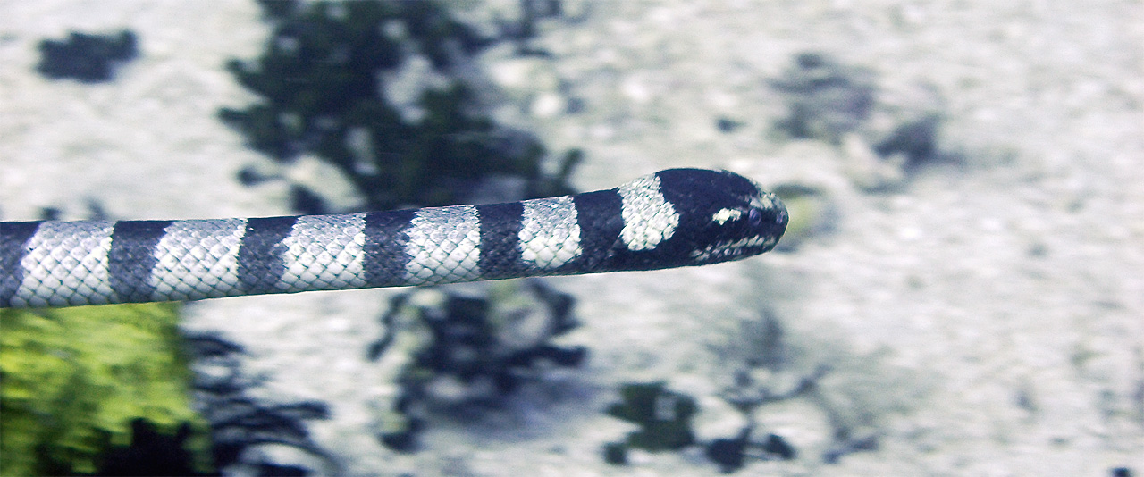 Laticauda colubrina (Serpente di mare dalla grande coda)